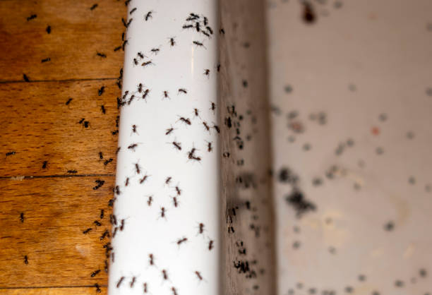 Best Best Pest Control Companies  in Clarks Green, PA
